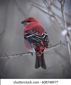 Pine Grosbeak 