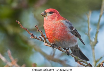 Pine Grosbeak At Burnaby Mountain