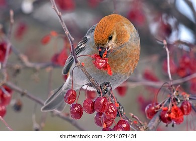 Pine Grosbeak feeding on fruit