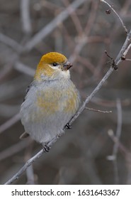 Pine Grosbeak Perched On Branch In Ottawa, Canada