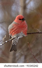 Pine Grosbeak In Winter