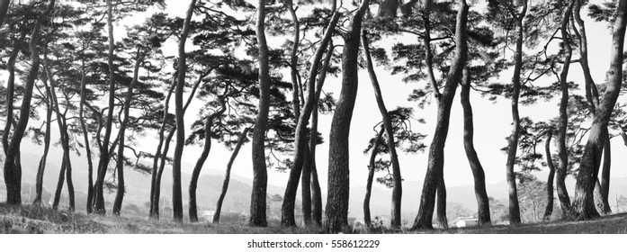 A pine grove