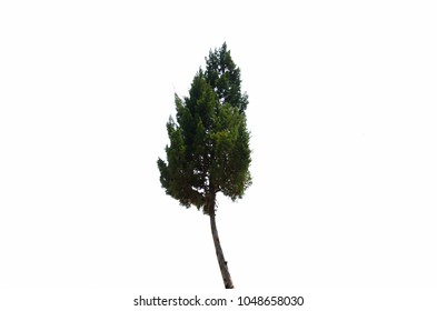 pine  isolated on white background