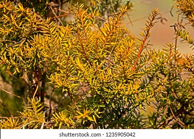 Pine leaf texture