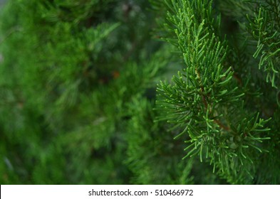 Pine Leaves Like A Dragon Scales
