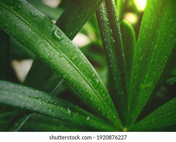 TÌNH YÊU CÂY CỎ ĐV.3 - Page 29 Pine-leaves-podocarpus-polystachyus-sunshine-260nw-1920876227