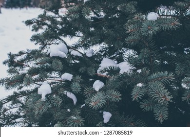Pine like a tree of tradition