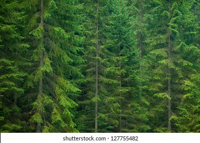 Pine lush green trees