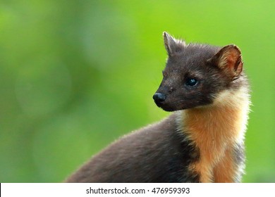 Pine Marten