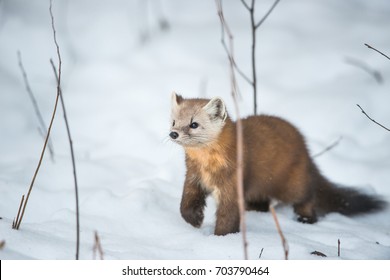 Pine Marten