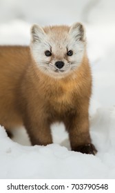 Pine Marten