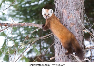 Pine marten climbing up a tree making eye contact in winter in Algonquin Park, Canada