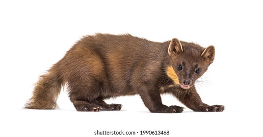 Pine Marten, Isolated On White