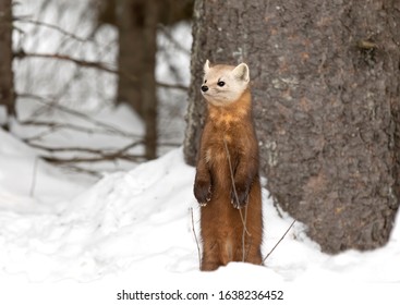 Pine Marten isolated standing in the winter snow in Algonquin Park, Canada