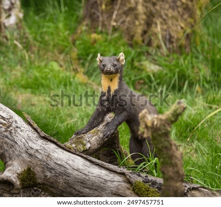 Pine marten - Martes martes