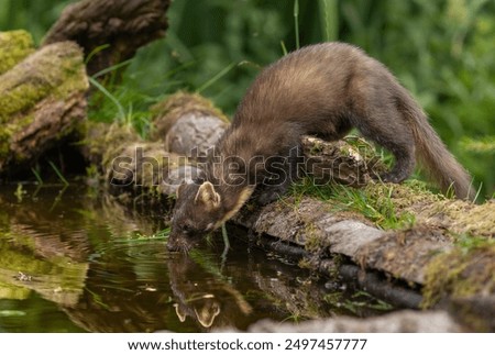 Pine marten - Martes martes