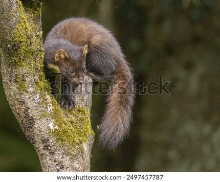 Pine marten - Martes martes