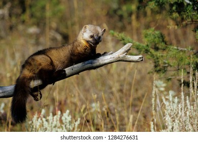 Pine Marten (Martes Americana) (Captive), Montana