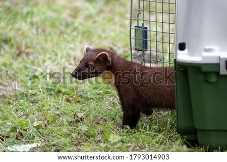 Pine Marten (Martes martes) Juvenile being released having been in care at wildlife rescue centre .
