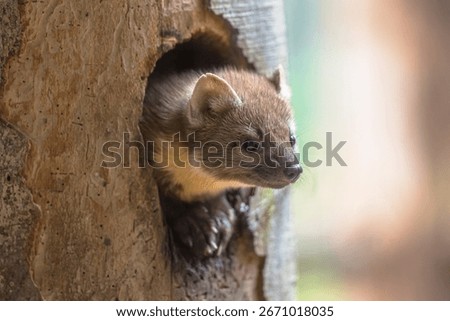 Pine marten (Martes martes) looking from tree hollow in forest at dusk. This is a widespread mustelid native to most of Europe, Asia Minor, the Caucasus. Wildlife scene of nature in Europe.