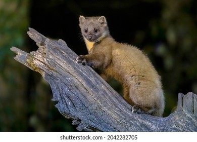 Pine marten (Martes martes) on trunk in dark circumstances in a forest at night. Wildlife scene of nature in Europe.