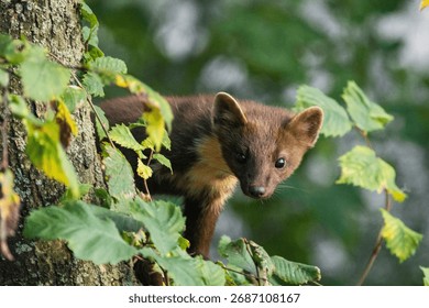 A pine marten sits on a tree, a city dweller