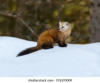Pine Marten Sitting on Snow in Winter
