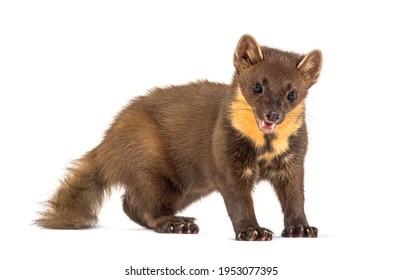 Pine Marten Standing, Isolated On White