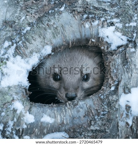 Pine Marten in a tree cavity