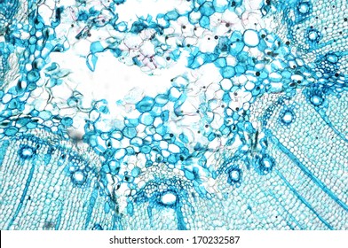 Pine Mature Wood Cross Section Microscopic Stock Photo (Edit Now) 170232542