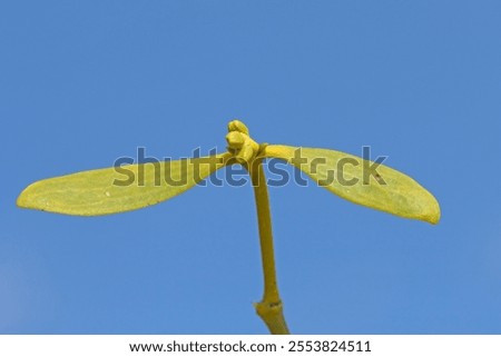 Pine mistletoe (Viscum album subsp. austriacum) on a black pine tree in the autumn, islated on blue sky background