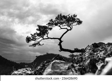 pinheiro, árvore mais famosa nas Montanhas Pieniny, Polônia, foto em preto e branco