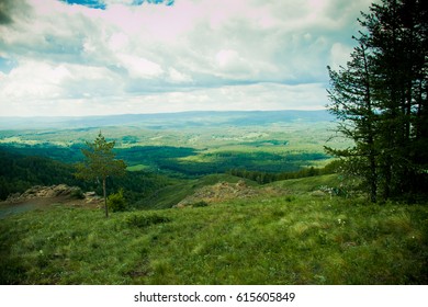 Pine and mountains