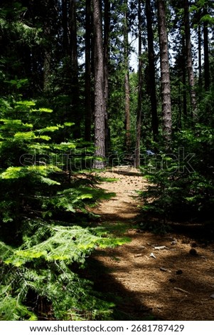 Pine Needle Covered Path Through Trees In State Park With Cars In Parking Lot Peeking Through 