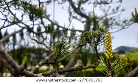 Pine needles burst forth with vigor before they unfurl.