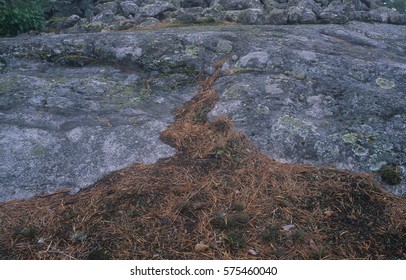 Pine Needles And Cairn Nauvo Island Turku Archipelago