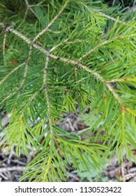 Pine needles close up 