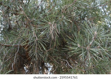 pine needles close up on tree