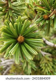 pine needles close up shot