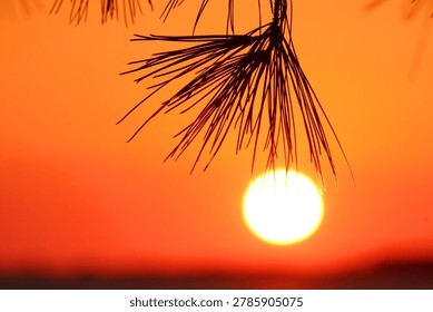Pine needles closeup in front of a large sphere of setting sun on the clear orange sky during sunset, as magical moment at the end of the day at the beach, simple image capturing essence of summer holidays, suitable as background with place to write