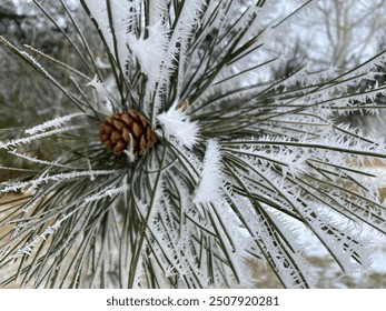 Pine needles and pine cone covered in frost. Castle Pines, Colorado. - Powered by Shutterstock