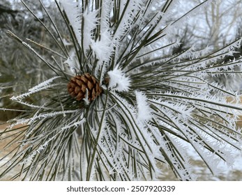 Pine needles and pine cone covered in frost. Castle Pines, Colorado. - Powered by Shutterstock