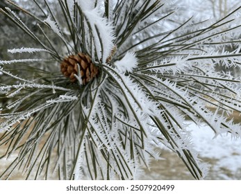 Pine needles and pine cone covered in frost. Castle Pines, Colorado. - Powered by Shutterstock