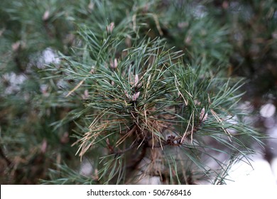 Pine needles and cones. Close up view. Selected focus