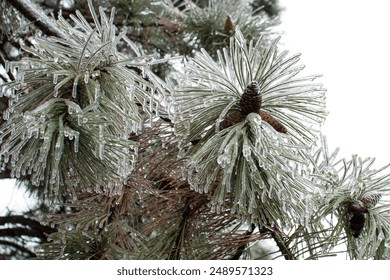 Pine needles covered in ice - Powered by Shutterstock