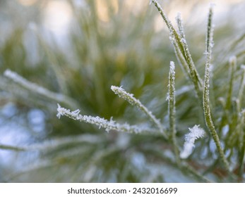 Pine needles in frost. Depth of field. - Powered by Shutterstock