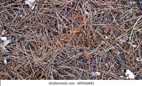 Pine Needles On The Ground