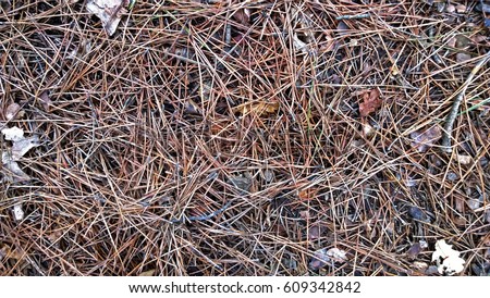 Pine needles on the ground