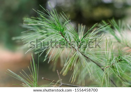 Pine needles on pine tree, close up of pine needles, Pinus Strobus