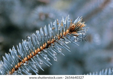 pine needles with waterdrops  at spring